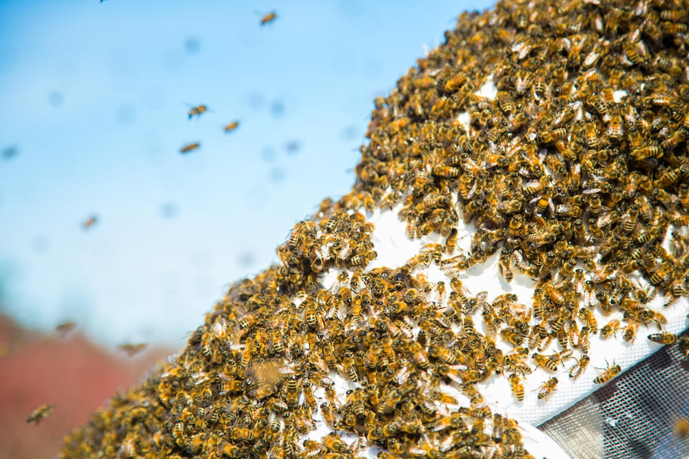 Bee Swarm - Tanque Verde Swarm Removal